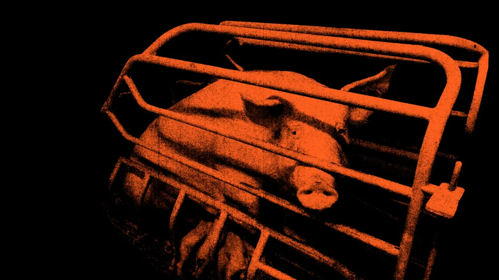 Schwein im Kastenstand - Mutter hinter Gittern