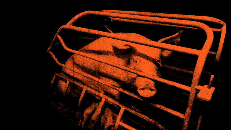 Schwein im Kastenstand - Mutter hinter Gittern