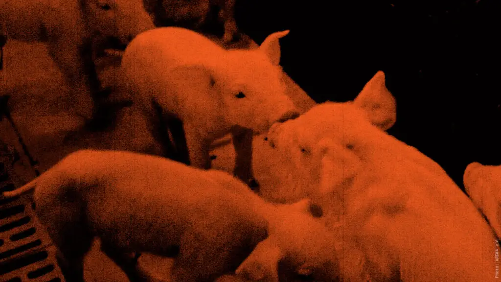 Junge Ferkel in der Massentierhaltung sind nur Opfer eines industrialisierten Prozesses