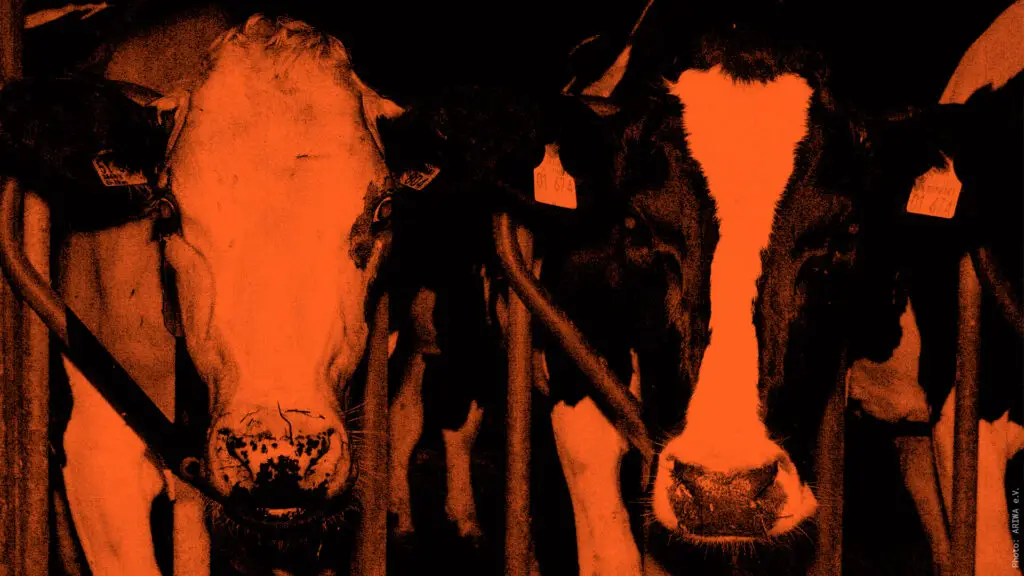 Kühe in der Milchindustrie - Massentierhaltung