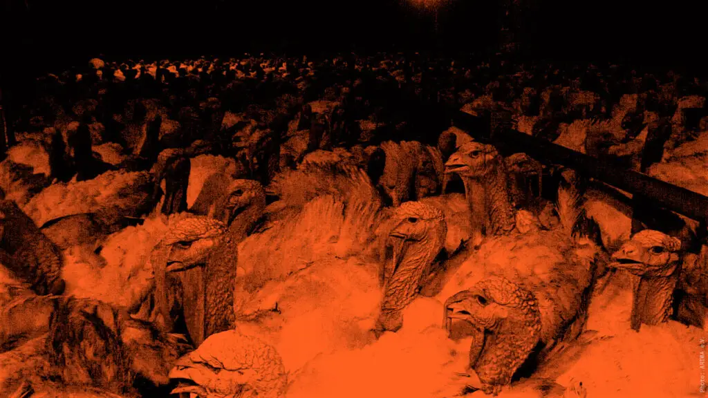 Puten leiden in der Tierhaltung massiv