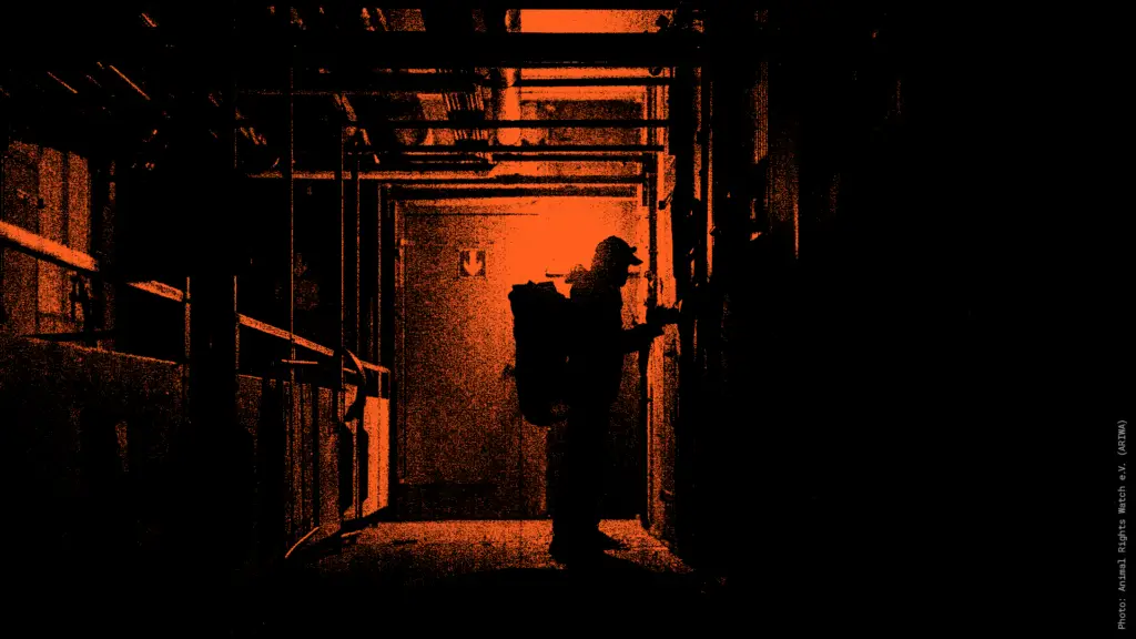 Eine Recherche-Aktivistin im Gang einer Schweinemastanlage