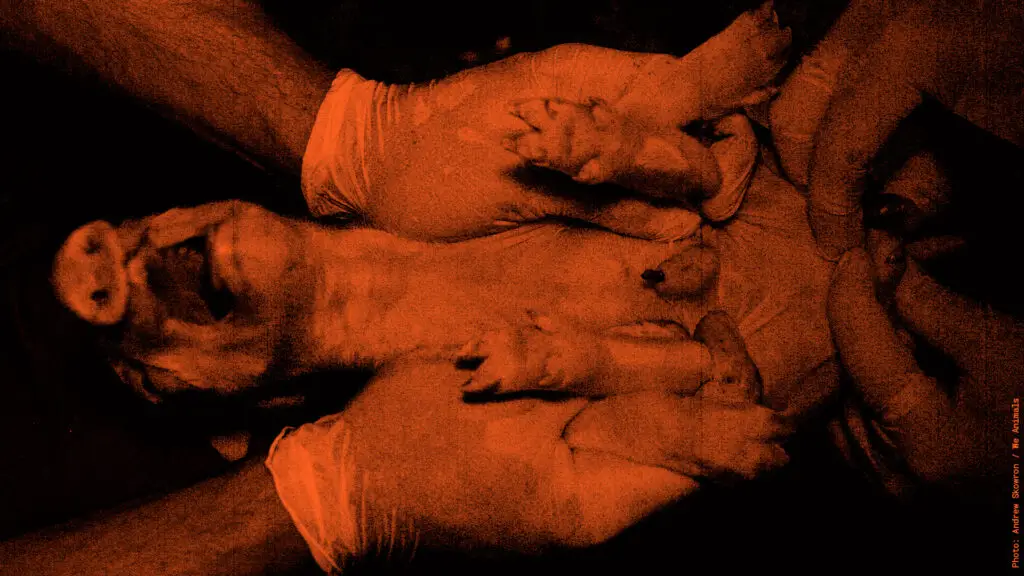 Die Kastration von Ferkeln ist erst seit wenigen Jahren nur noch mit Betäubung erlaubt.