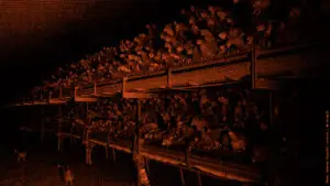 Hühner in der Massentierhaltung haben kaum Platz und leiden unter akutem Stress in riesigen Ställen