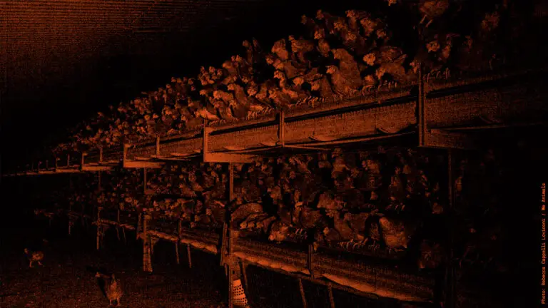 Hühner in der Massentierhaltung haben kaum Platz und leiden unter akutem Stress in riesigen Ställen