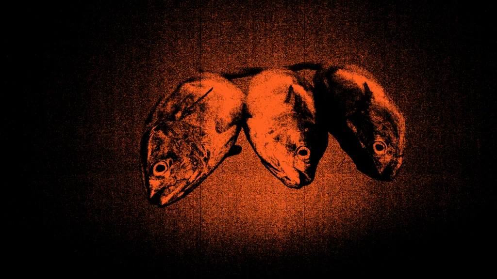 Thunfische nach dem Angeln